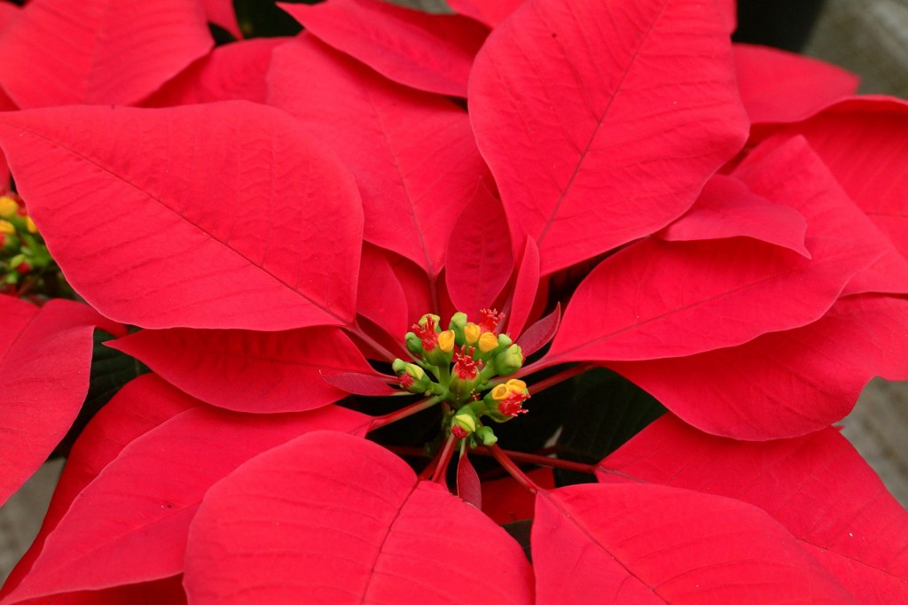 RedPoinsettia